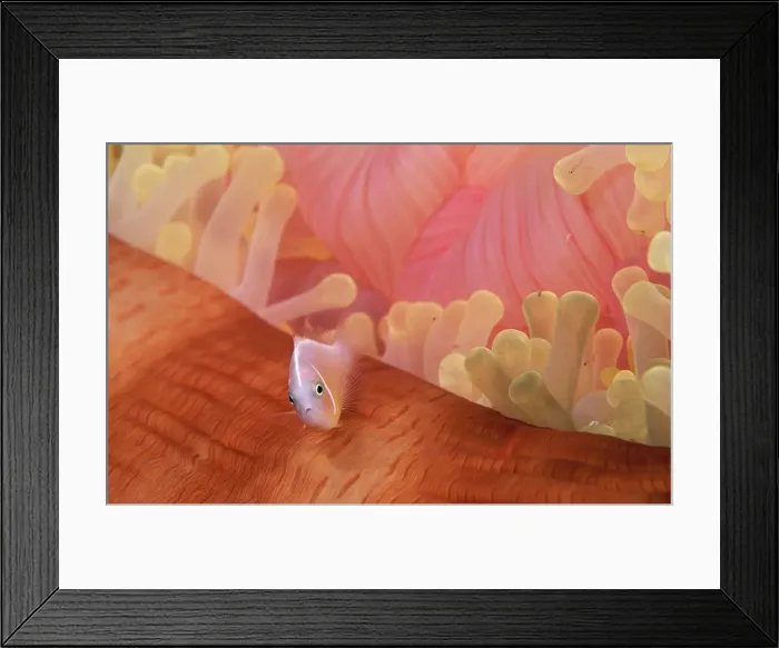 Framed Print : Pink Anemonefish