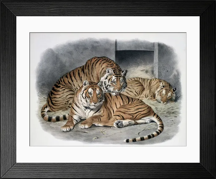 Framed Print : The Tiger (Felis Tigris) 1883 Daniel Giraud Elliot (1835-1915 American) Monograph