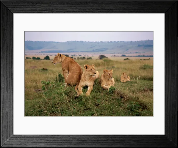 Framed Print : Lions, Masai Mara Game Reserve, Kenya