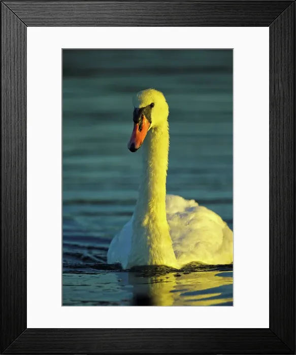 Framed Print : Canada, British Columbia, Vancouver Island Framed Print : Canada, British Columbia, Vancouver Island