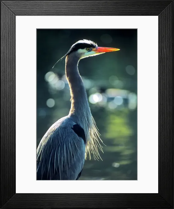 Framed Print : Canada, British Columbia, Vancouver Island Great Blue Heron (Ardea herodias) Framed Print : Canada, British Columbia, Vancouver Island Great Blue Heron (Ardea herodias)