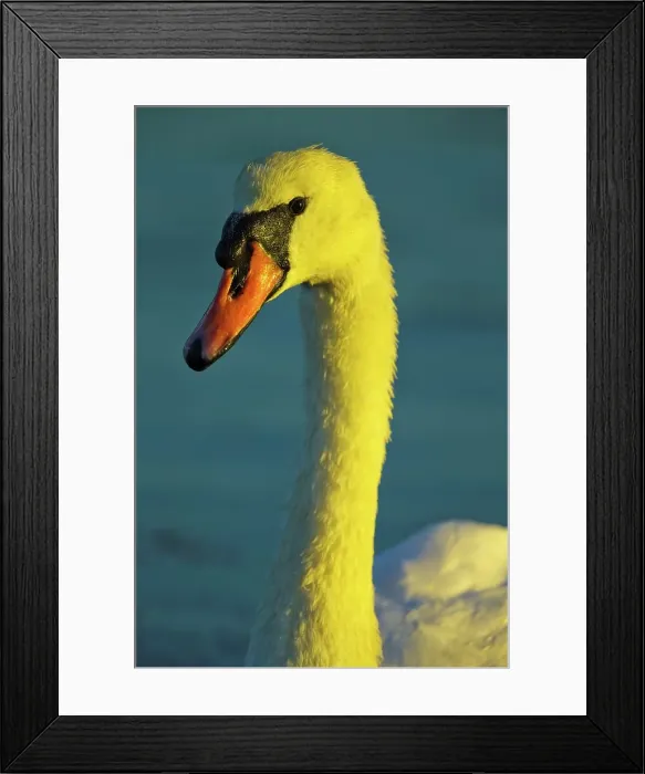 Framed Print : Canada, British Columbia, Vancouver Island Framed Print : Canada, British Columbia, Vancouver Island