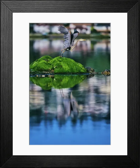 Framed Print : Canada, British Columbia, Vancouver Island Great Blue Heron (Ardea herodias) Framed Print : Canada, British Columbia, Vancouver Island Great Blue Heron (Ardea herodias)