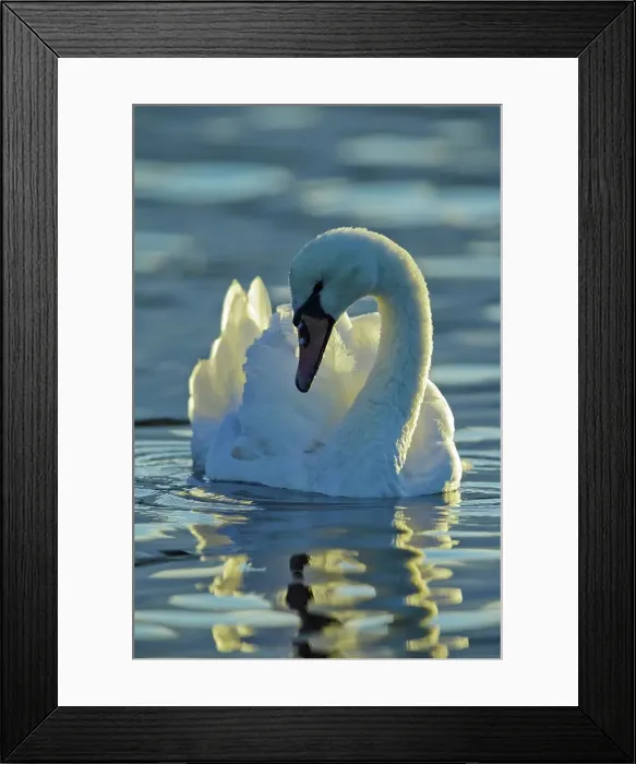 Framed Print : Canada, British Columbia, Vancouver Island Framed Print : Canada, British Columbia, Vancouver Island