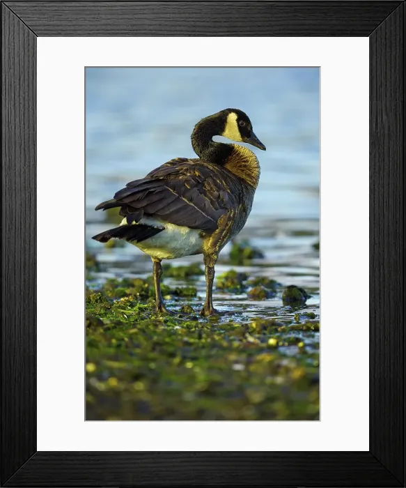 Framed Print : Canada, British Columbia, Vancouver Island