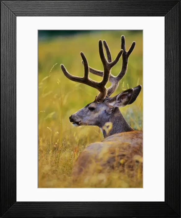 Framed Print : USA, Washington state, Olympic National Park Framed Print : USA, Washington state, Olympic National Park