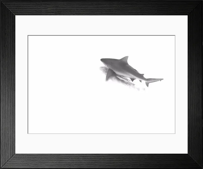 Framed Print : Bull shark (Carcharhinus leucas) on annual migration for reproductive purposes Framed Print : Bull shark (Carcharhinus leucas) on annual migration for reproductive purposes