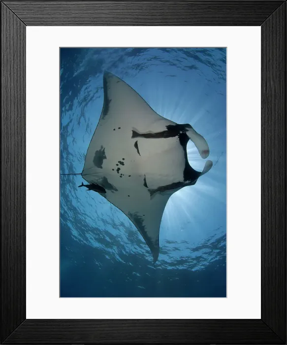 Framed Print : Giant Manta ray (Manta birostris) swimming underwater