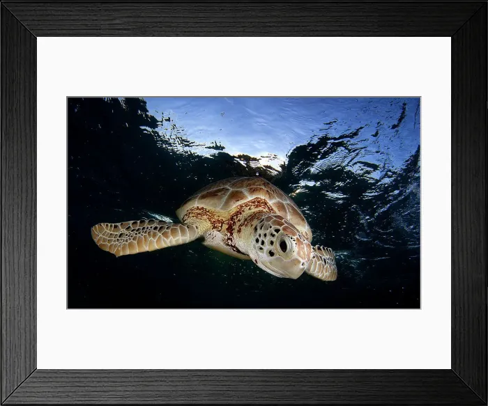 Framed Print : Green sea turtle (Chelonia mydas) swimming to the surface to take a breath in Akumal bay Framed Print : Green sea turtle (Chelonia mydas) swimming to the surface to take a breath in Akumal bay