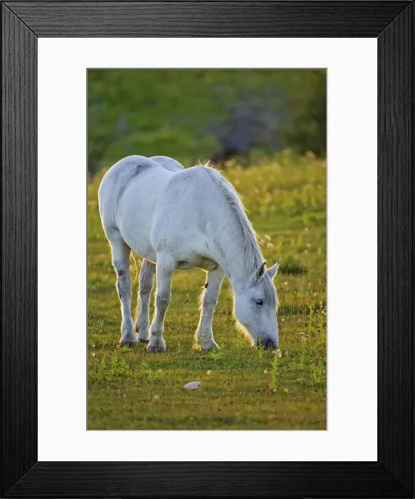 Framed Print : Canada, Alberta, Horse grazing in field Framed Print : Canada, Alberta, Horse grazing in field
