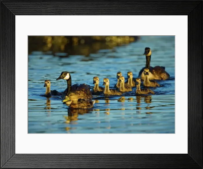 Framed Print : Canada, British Columbia, Vancouver Island Framed Print : Canada, British Columbia, Vancouver Island