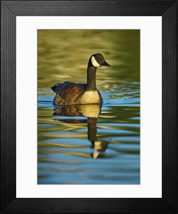 Framed Print : Canada, British Columbia, Vancouver Island Framed Print : Canada, British Columbia, Vancouver Island