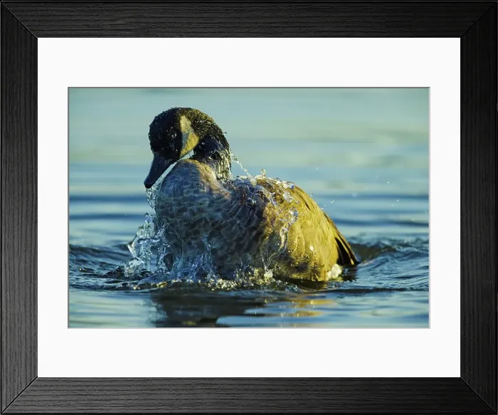 Framed Print : Canada, British Columbia, Vancouver Island Framed Print : Canada, British Columbia, Vancouver Island