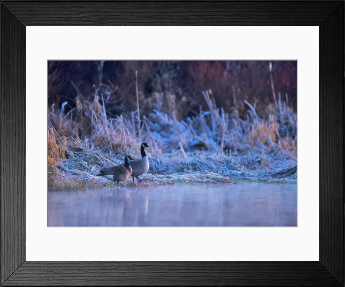 Framed Print : Canada, Two Canada Geese standing on lakeshore
