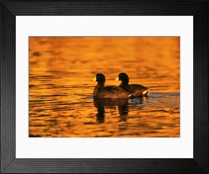 Framed Print : Canada, Vancouver Island, Pair of Coot duck in water Framed Print : Canada, Vancouver Island, Pair of Coot duck in water