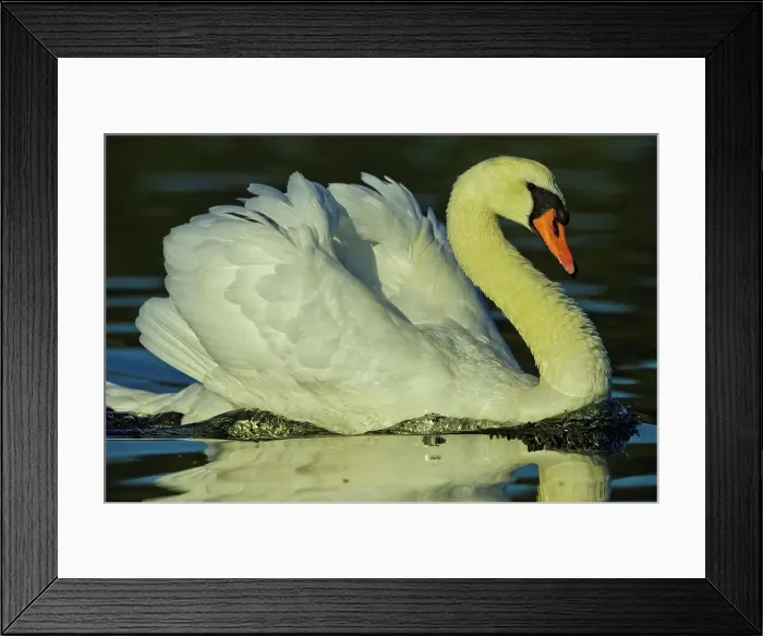 Framed Print : Canada, British Columbia, Vancouver Island