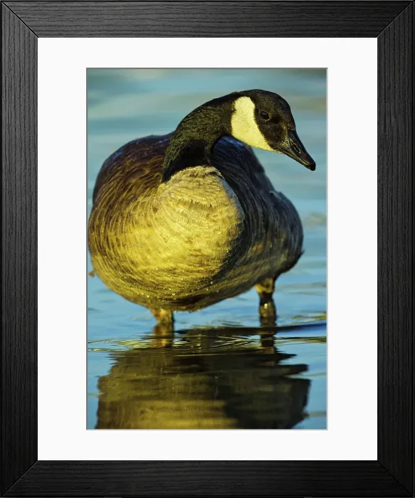Framed Print : Canada, British Columbia, Vancouver Island