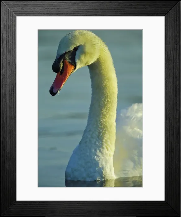 Framed Print : Canada, British Columbia, Vancouver Island Framed Print : Canada, British Columbia, Vancouver Island