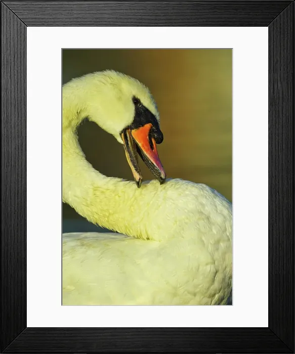 Framed Print : Canada, British Columbia, Vancouver Island Framed Print : Canada, British Columbia, Vancouver Island