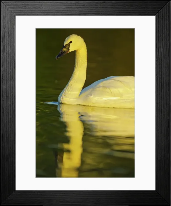 Framed Print : Canada, British Columbia, Vancouver Island Framed Print : Canada, British Columbia, Vancouver Island