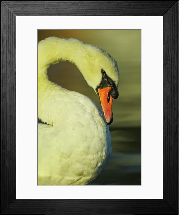 Framed Print : Canada, British Columbia, Vancouver Island Framed Print : Canada, British Columbia, Vancouver Island