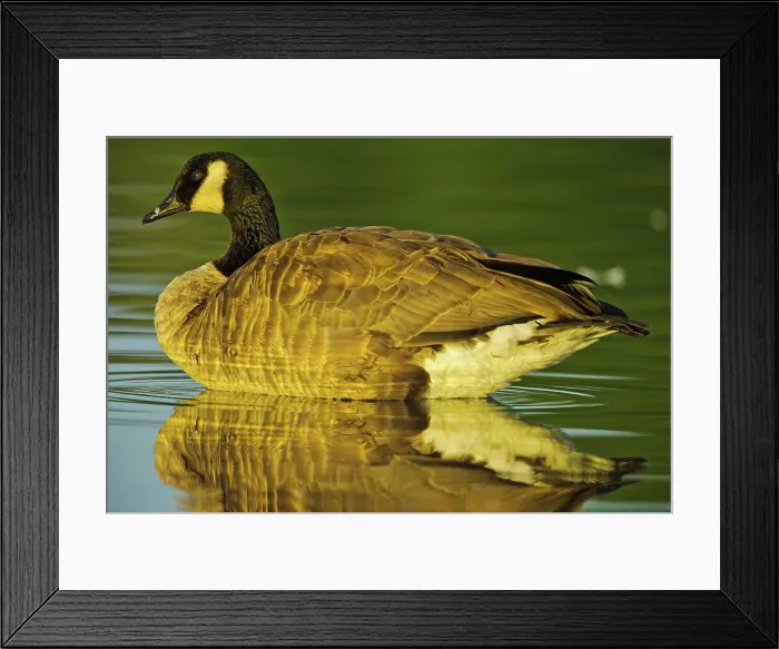 Framed Print : Canada, British Columbia, Vancouver Island