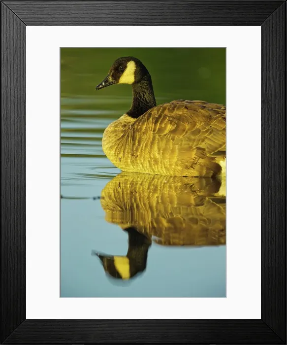 Framed Print : Canada, British Columbia, Vancouver Island