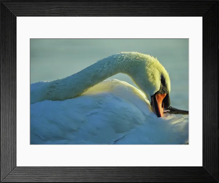 Framed Print : Canada, British Columbia, Vancouver Island Framed Print : Canada, British Columbia, Vancouver Island