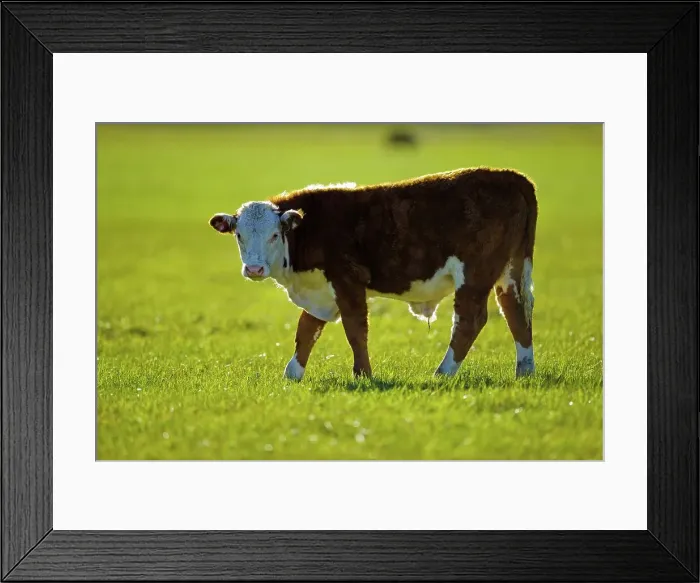 Framed Print : Canada, Alberta, Cow grazing in field Framed Print : Canada, Alberta, Cow grazing in field