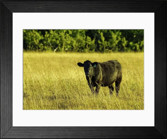 Framed Print : Canada, Alberta, Cow grazing in field Framed Print : Canada, Alberta, Cow grazing in field