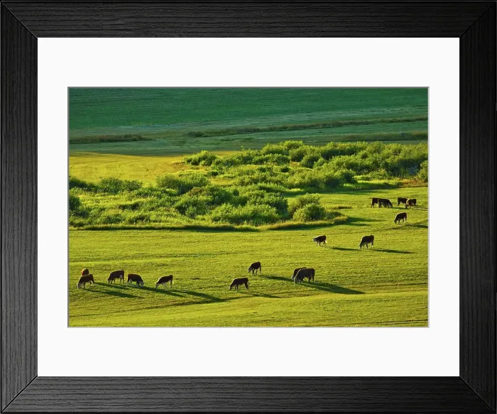 Framed Print : Canada, Alberta, Elevated view of cows on grazing field Framed Print : Canada, Alberta, Elevated view of cows on grazing field