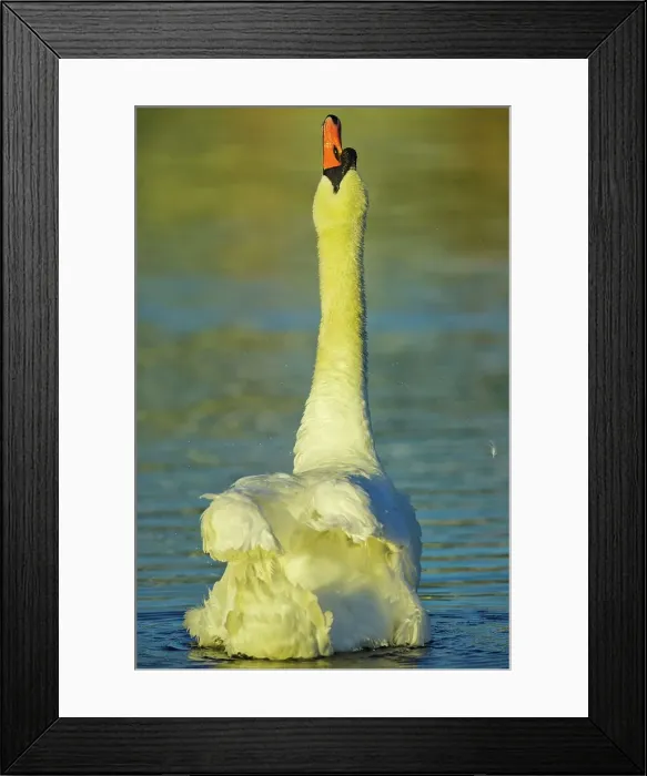 Framed Print : Canada, British Columbia, Vancouver Island Framed Print : Canada, British Columbia, Vancouver Island