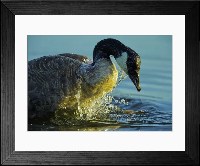 Framed Print : Canada, British Columbia, Vancouver Island Framed Print : Canada, British Columbia, Vancouver Island