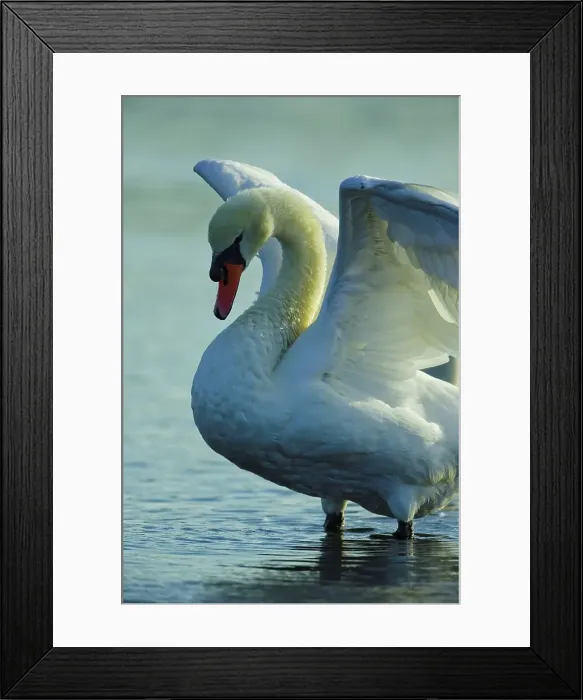 Framed Print : Canada, British Columbia, Vancouver Island