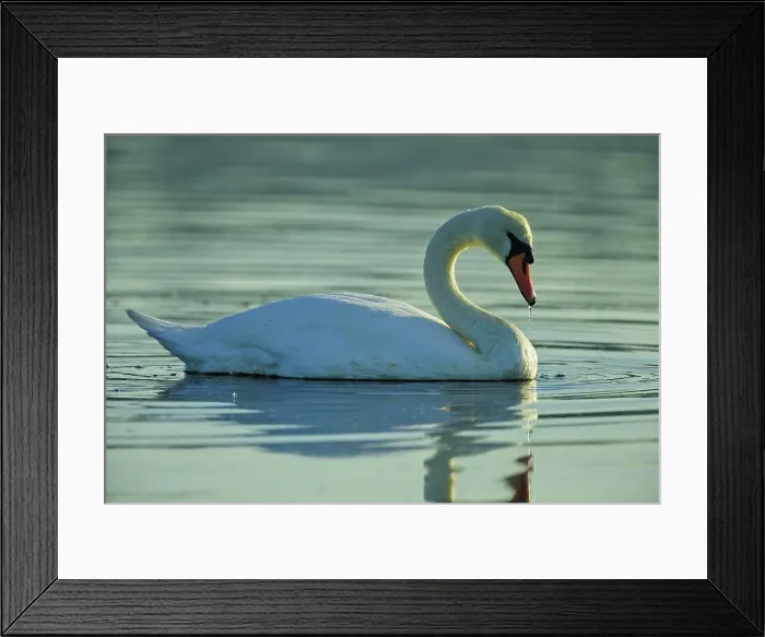 Framed Print : Canada, British Columbia, Vancouver Island Framed Print : Canada, British Columbia, Vancouver Island