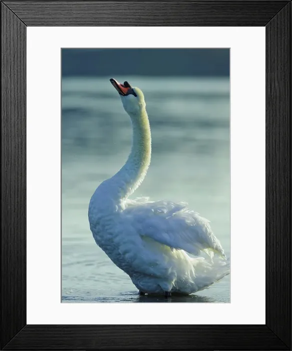 Framed Print : Canada, British Columbia, Vancouver Island Framed Print : Canada, British Columbia, Vancouver Island