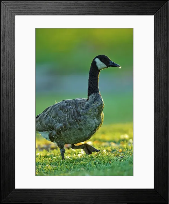 Framed Print : Canada, British Columbia, Vancouver Island Framed Print : Canada, British Columbia, Vancouver Island