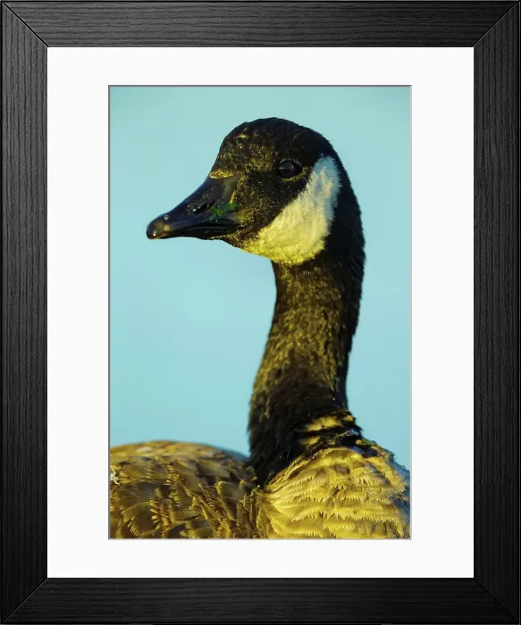 Framed Print : Canada, British Columbia, Vancouver Island Framed Print : Canada, British Columbia, Vancouver Island