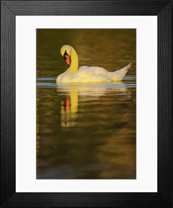 Framed Print : Canada, British Columbia, Vancouver Island Framed Print : Canada, British Columbia, Vancouver Island