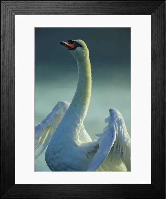Framed Print : Canada, British Columbia, Vancouver Island Framed Print : Canada, British Columbia, Vancouver Island