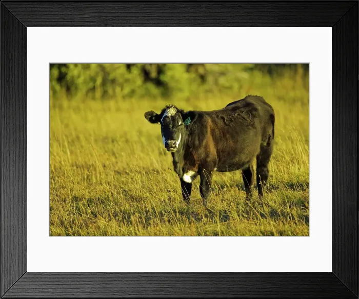 Framed Print : Canada, Alberta, Cow grazing in field Framed Print : Canada, Alberta, Cow grazing in field
