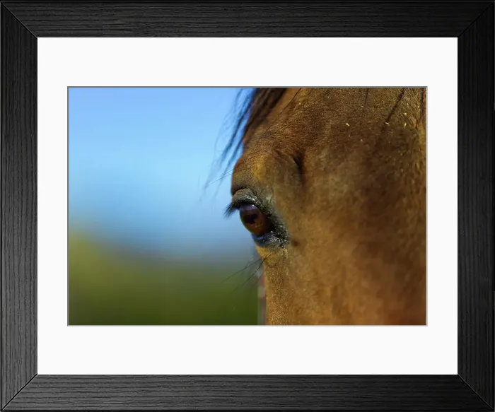 Framed Print : Canada, Alberta, Close up horse's eye Framed Print : Canada, Alberta, Close up horse's eye