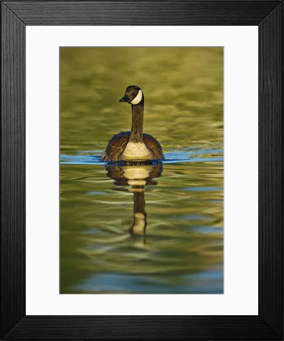 Framed Print : Canada, British Columbia, Vancouver Island Framed Print : Canada, British Columbia, Vancouver Island
