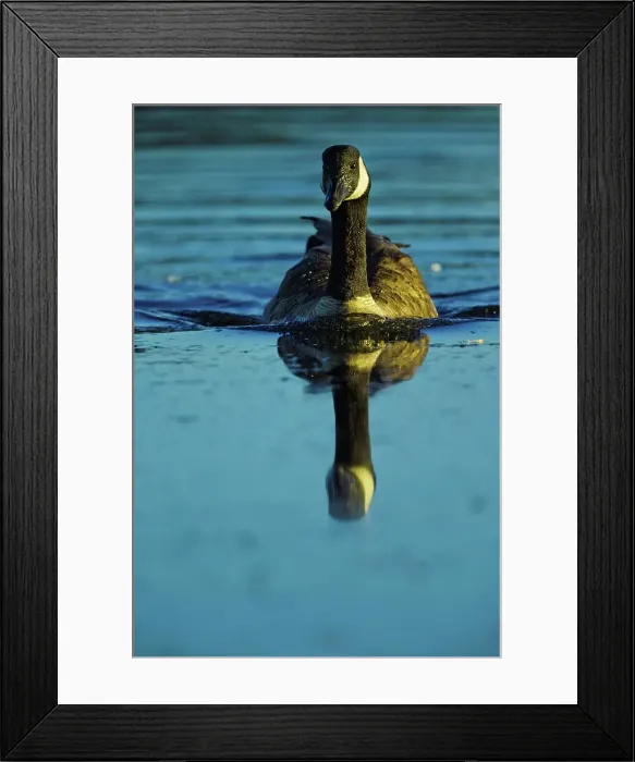 Framed Print : Canada, British Columbia, Vancouver Island Framed Print : Canada, British Columbia, Vancouver Island