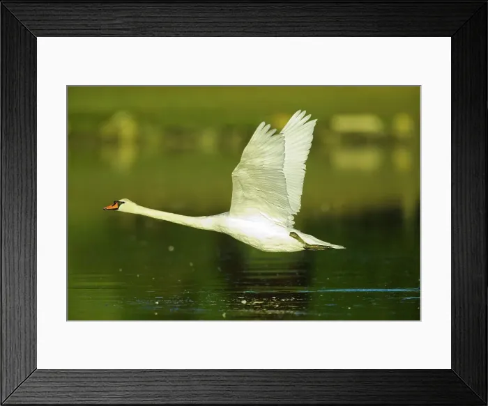 Framed Print : Canada, British Columbia, Vancouver Island Framed Print : Canada, British Columbia, Vancouver Island