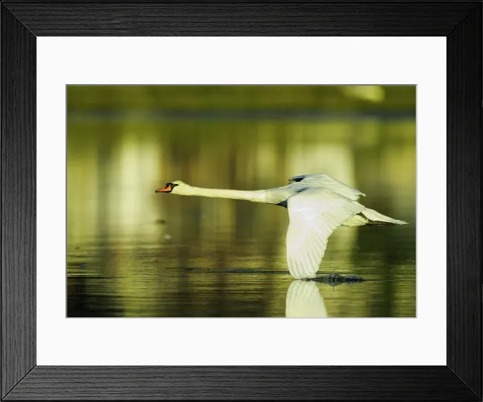 Framed Print : Canada, British Columbia, Vancouver Island Framed Print : Canada, British Columbia, Vancouver Island
