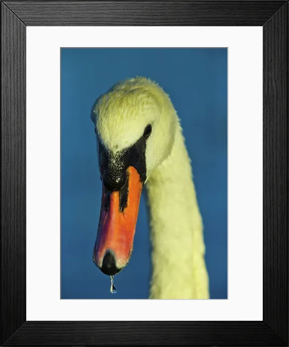 Framed Print : Canada, British Columbia, Vancouver Island Framed Print : Canada, British Columbia, Vancouver Island