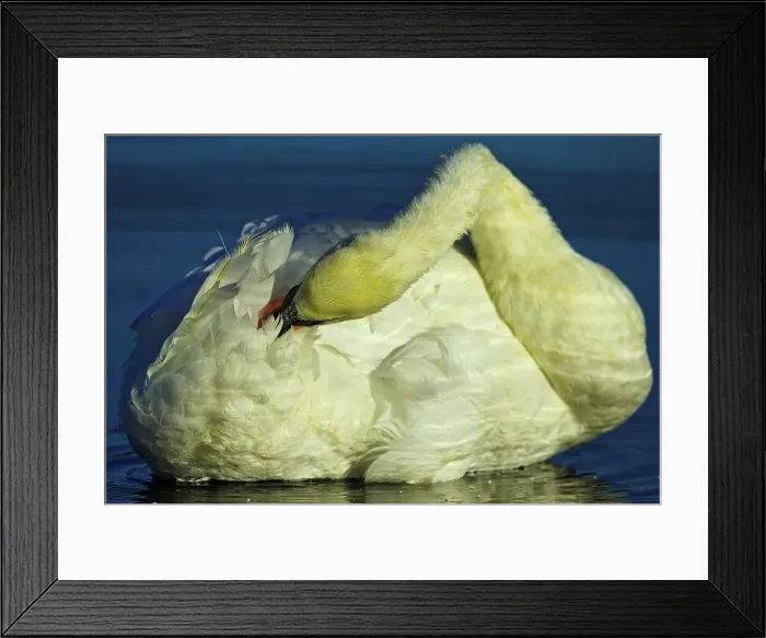 Framed Print : Canada, British Columbia, Vancouver Island Framed Print : Canada, British Columbia, Vancouver Island