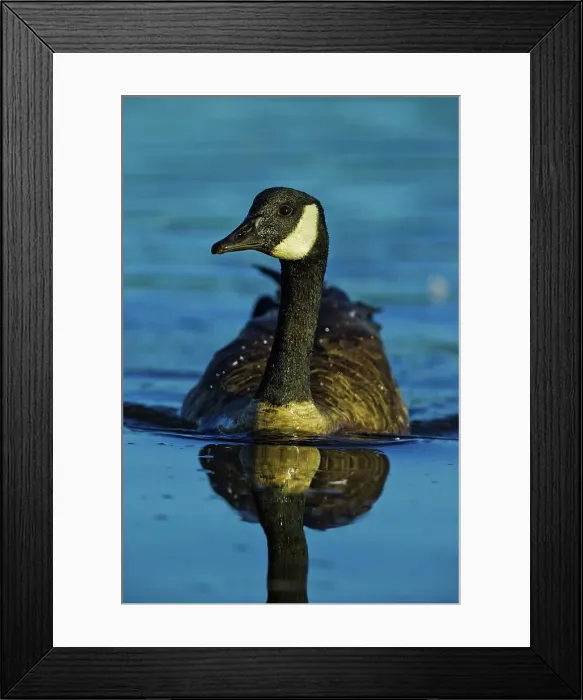 Framed Print : Canada, British Columbia, Vancouver Island Framed Print : Canada, British Columbia, Vancouver Island
