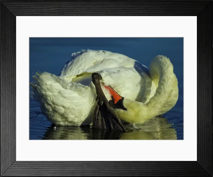 Framed Print : Canada, British Columbia, Vancouver Island Framed Print : Canada, British Columbia, Vancouver Island